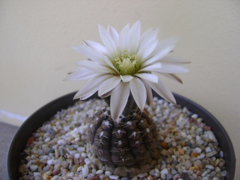 Gymnocalycium ragonesei - Cactusi 2017 Gymnocalycium
