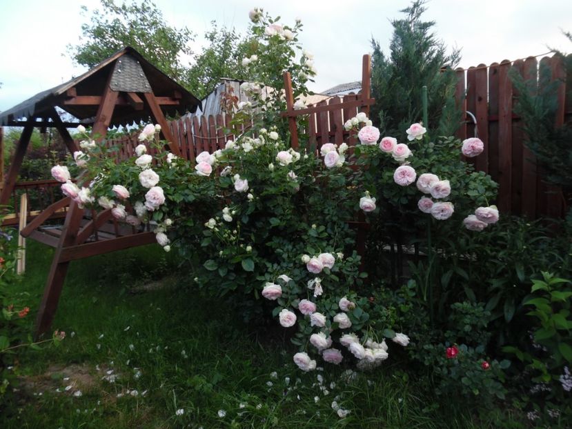 Eden Rose - 000 Iunie in gradina