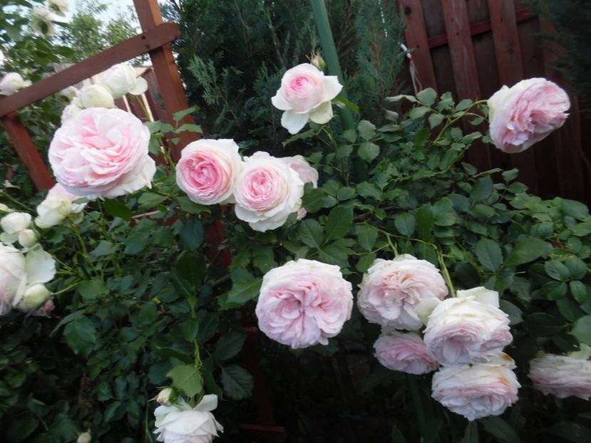  - 000 Iunie in gradina