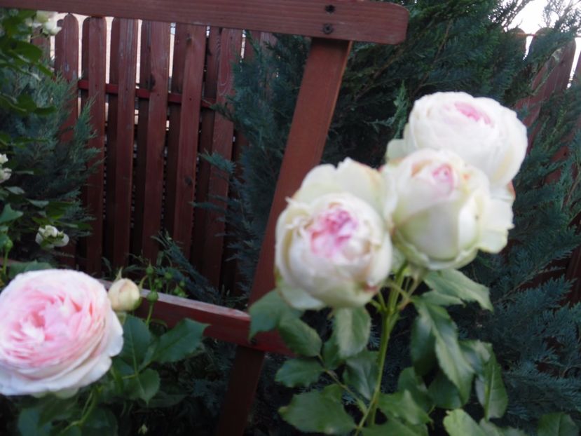  - 000 Iunie in gradina