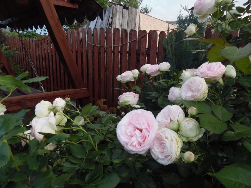  - 000 Iunie in gradina