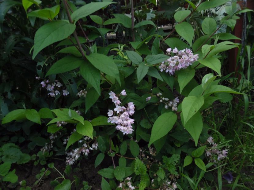 Deutzia - 000 Iunie in gradina