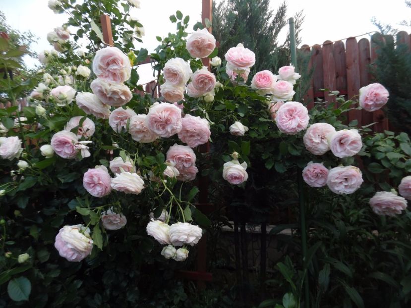 Eden Rose - 000 Iunie in gradina