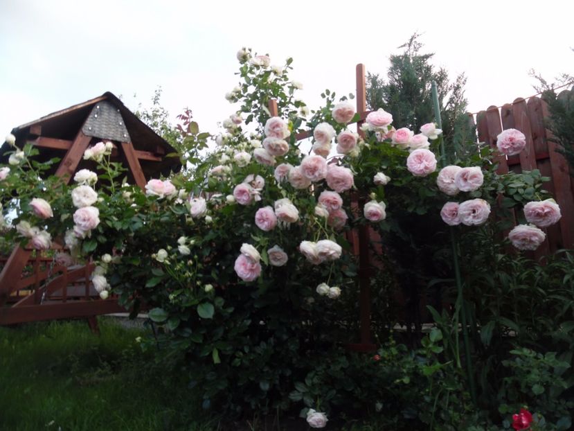  - 000 Iunie in gradina