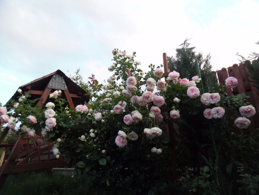  - 000 Iunie in gradina