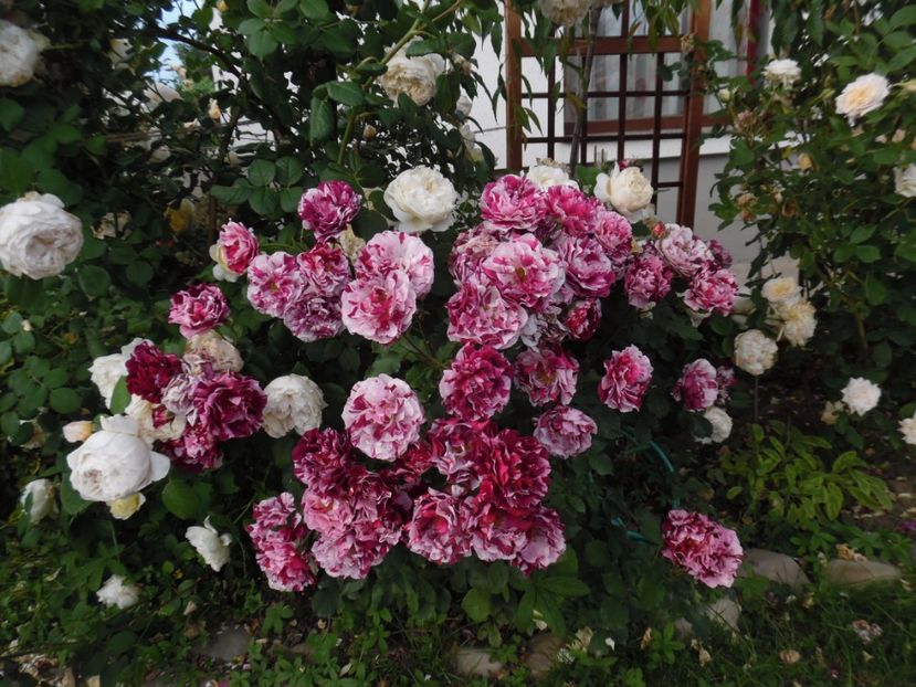  - 000 Iunie in gradina