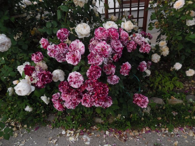  - 000 Iunie in gradina