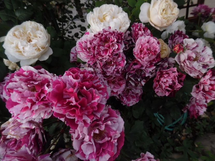  - 000 Iunie in gradina