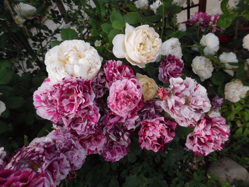  - 000 Iunie in gradina