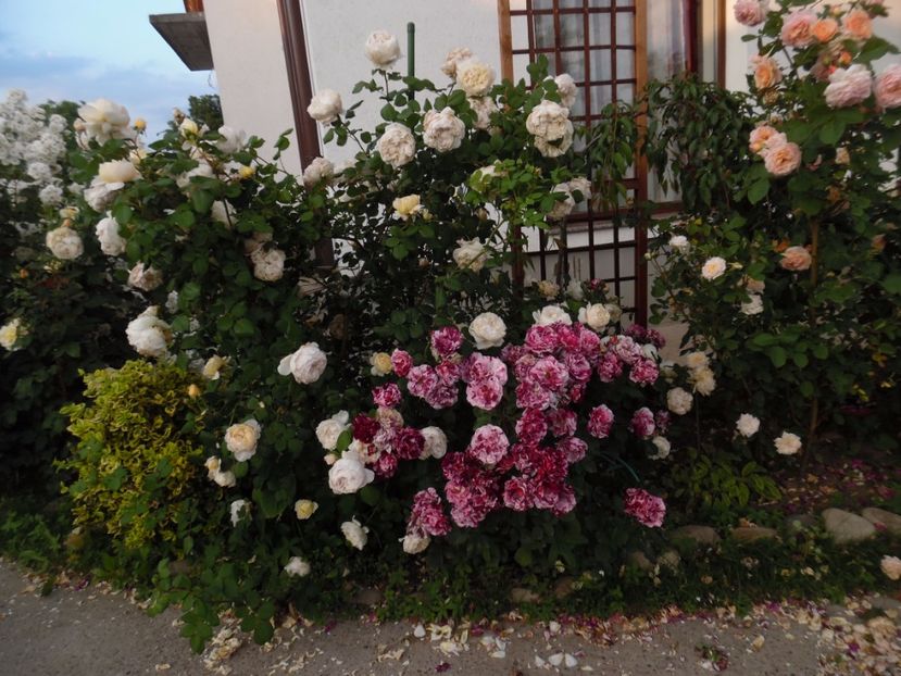  - 000 Iunie in gradina