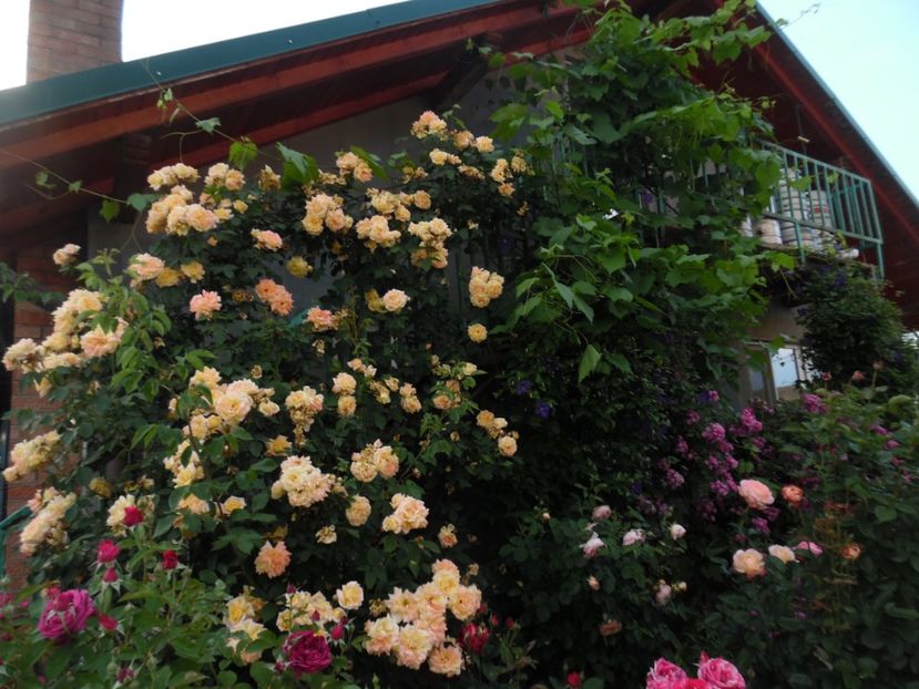  - 000 Iunie in gradina