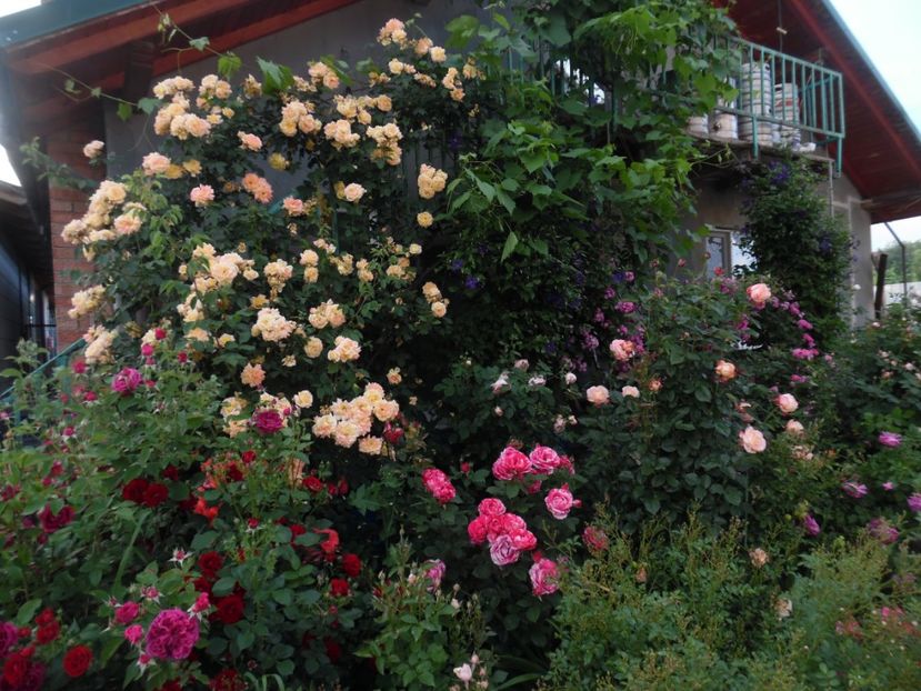  - 000 Iunie in gradina