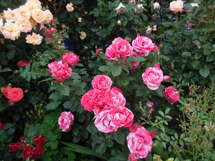  - 000 Iunie in gradina