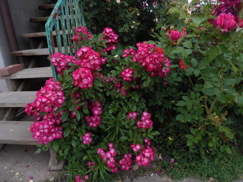  - 000 Iunie in gradina