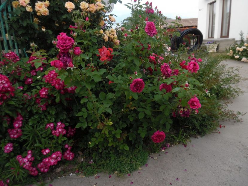  - 000 Iunie in gradina