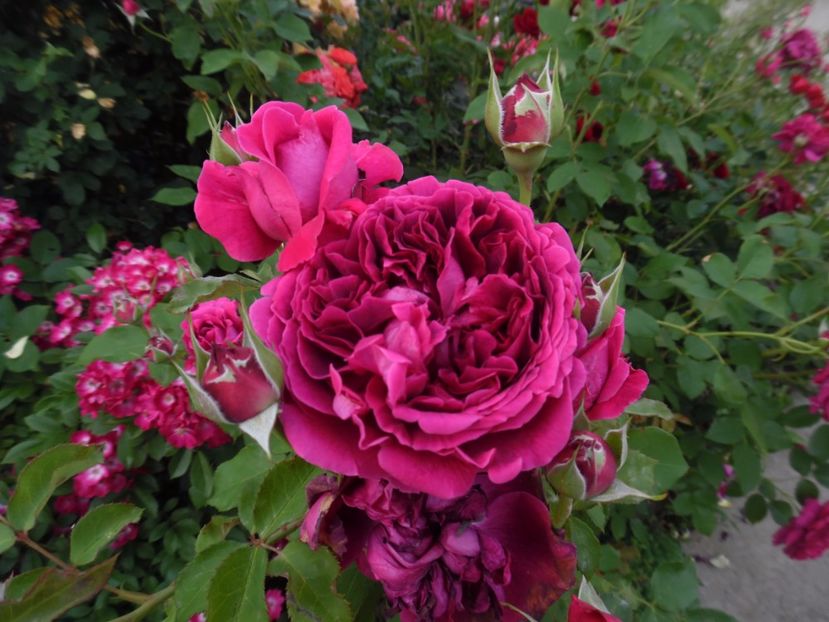  - 000 Iunie in gradina