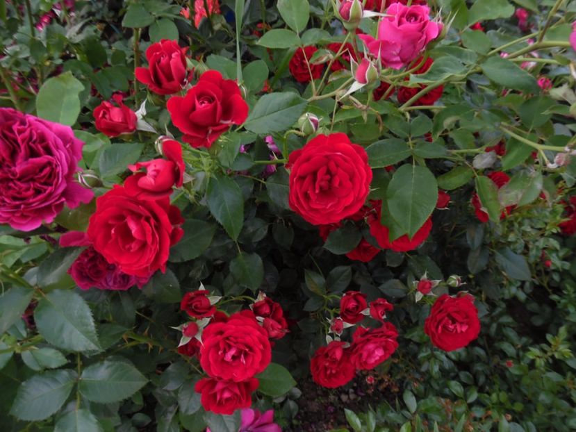  - 000 Iunie in gradina