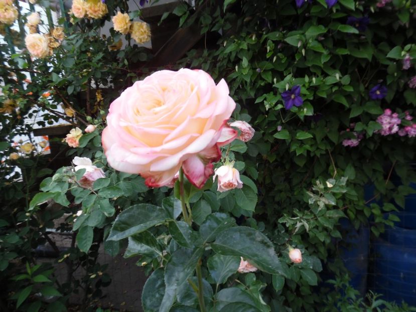  - 000 Iunie in gradina