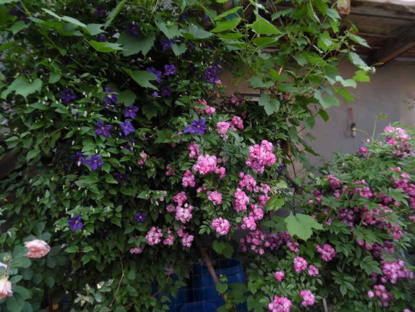  - 000 Iunie in gradina