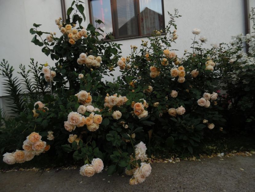  - 000 Iunie in gradina