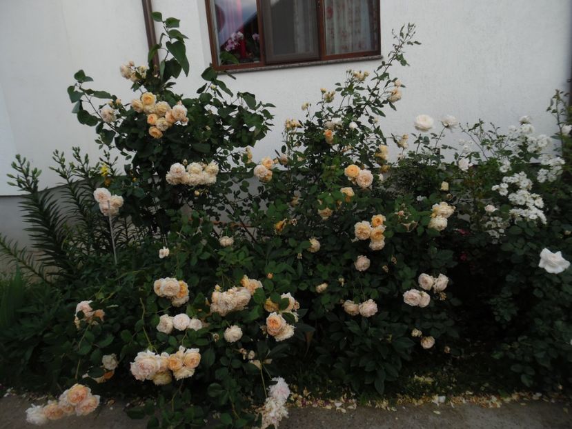  - 000 Iunie in gradina