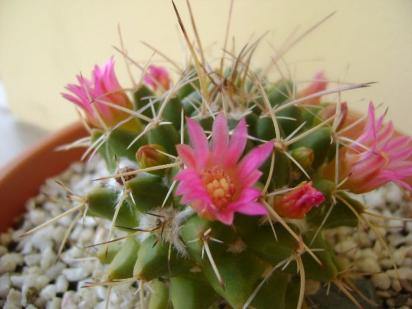 Mammillaria compressa - Cactusi 2017 bis