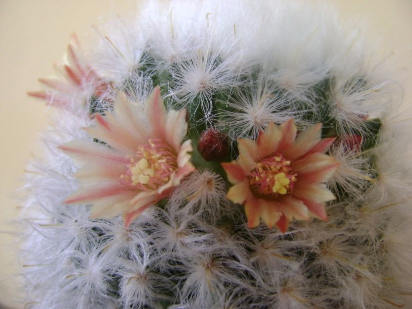 Mammillaria bocasana cv. multilanata - Cactusi 2017 bis