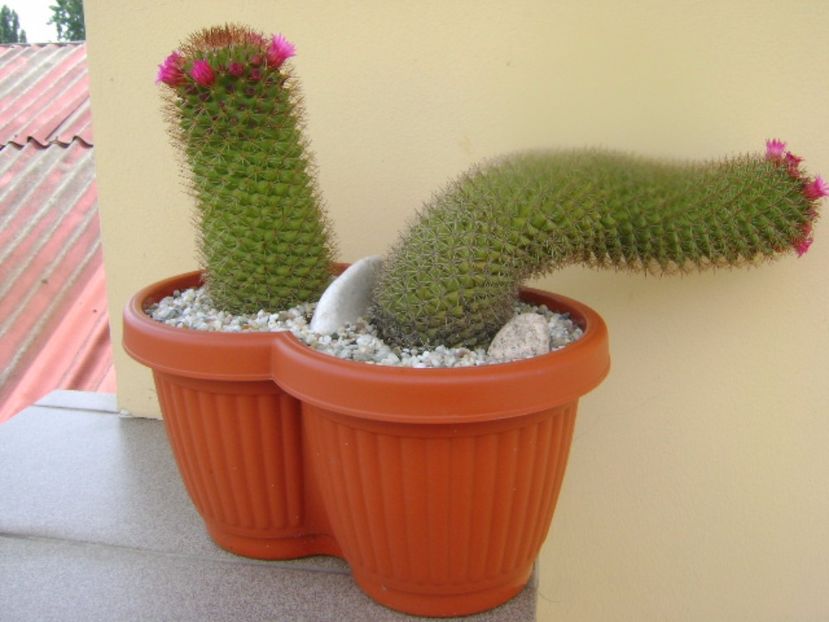 Mammillaria backebergiana - Cactusi 2017 bis