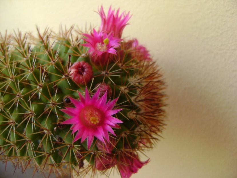 Mammillaria backebergiana - Cactusi 2017 bis