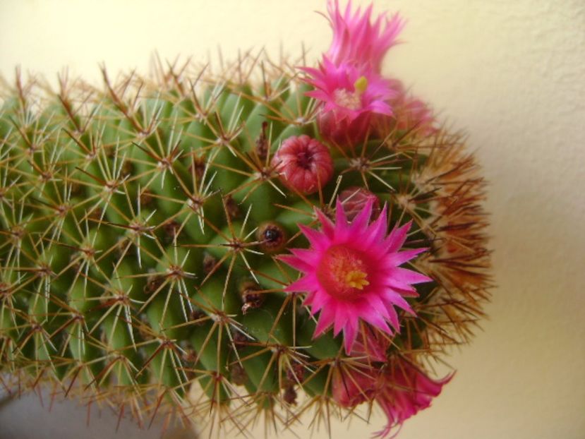 Mammillaria backebergiana - Cactusi 2017 bis