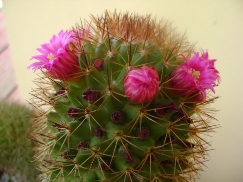 Mammillaria backebergiana - Cactusi 2017 bis