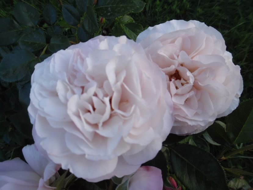  - 000 Iunie in gradina