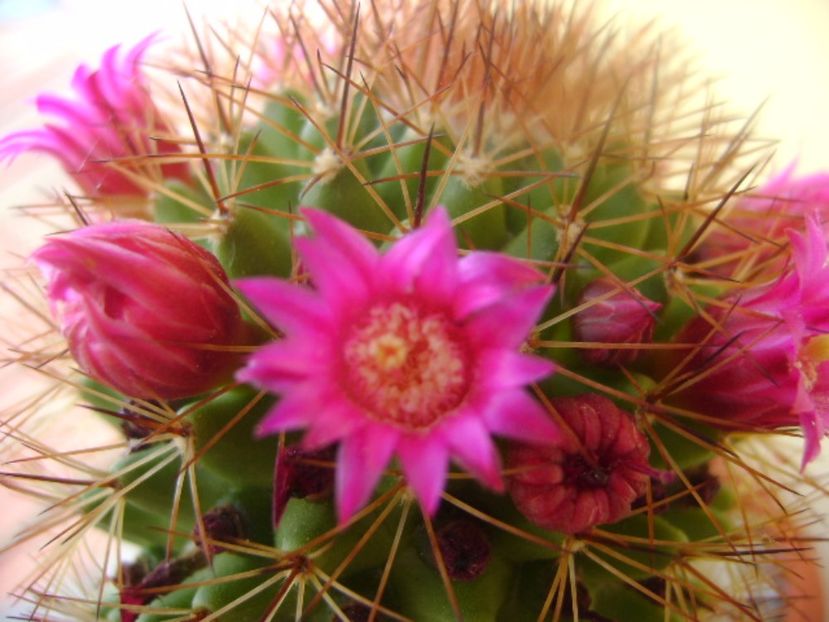 Mammillaria backebergiana - Cactusi 2017 bis