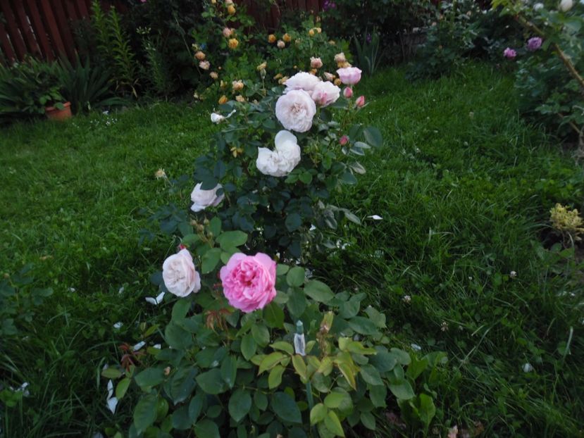  - 000 Iunie in gradina