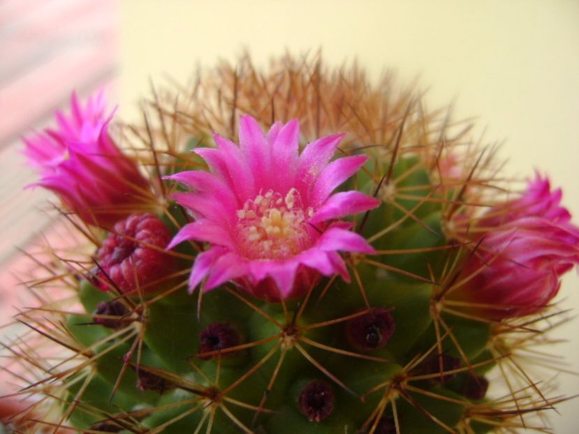 Mammillaria backebergiana - Cactusi 2017 bis
