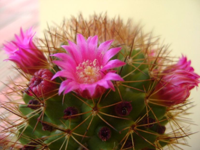 Mammillaria backebergiana - Cactusi 2017 bis
