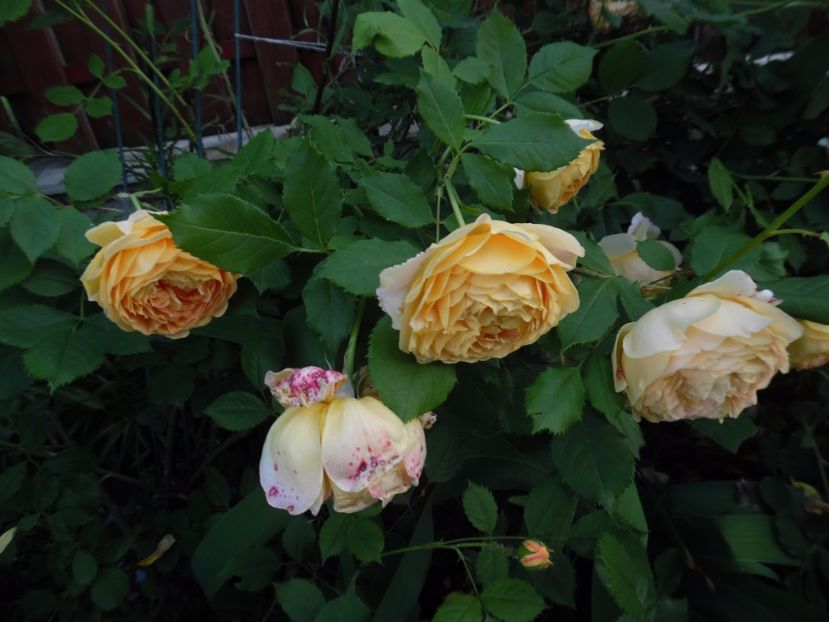  - 000 Iunie in gradina