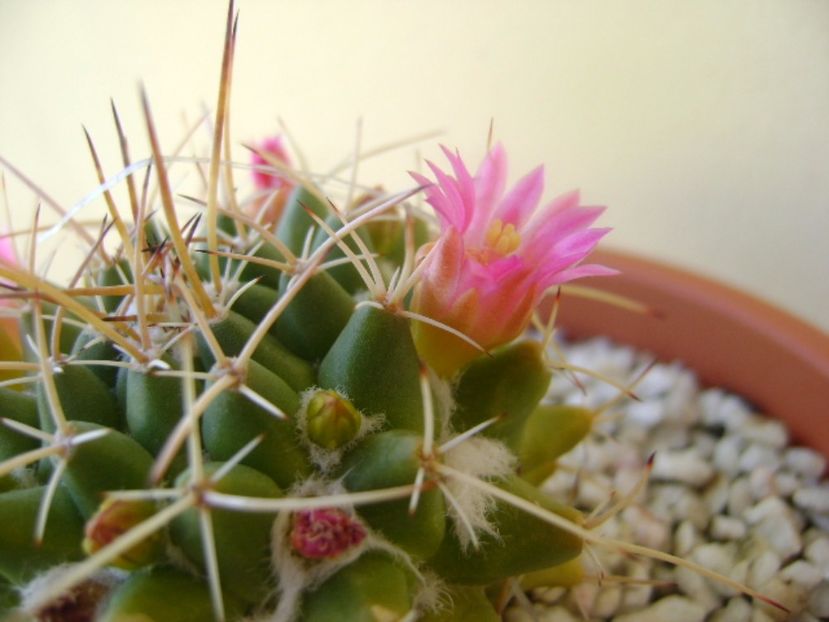 Mammillaria winteriana - Cactusi 2017 bis