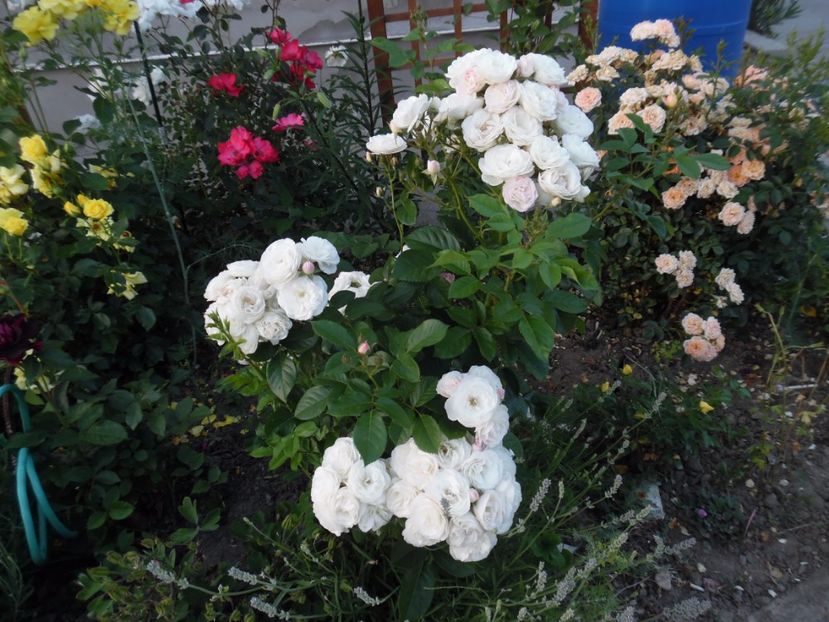  - 000 Iunie in gradina
