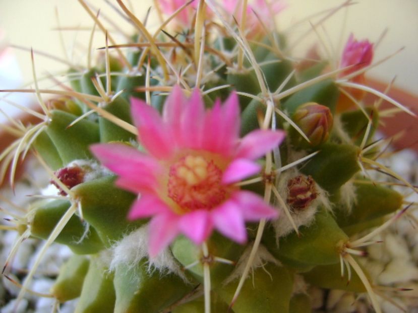 Mammillaria compressa - Cactusi 2017 bis