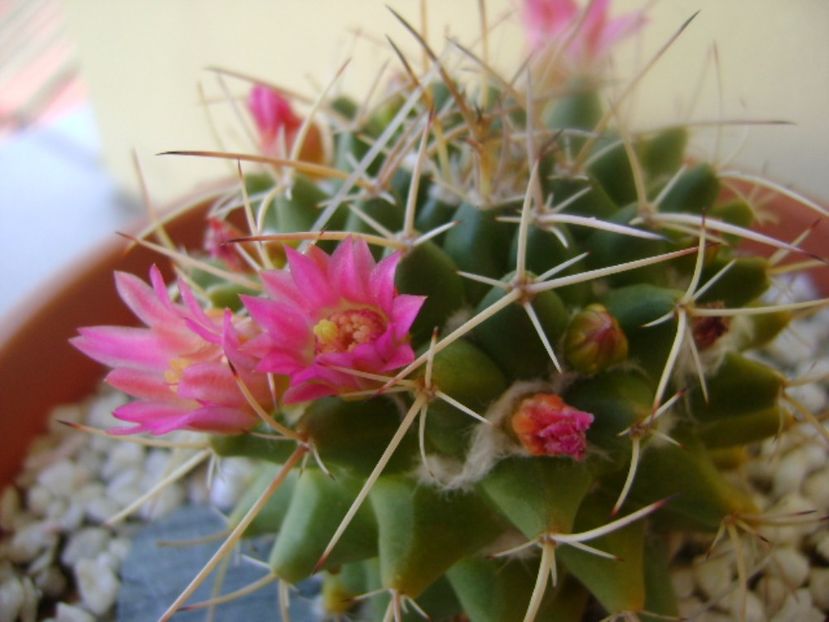 Mammillaria compressa - Cactusi 2017 bis