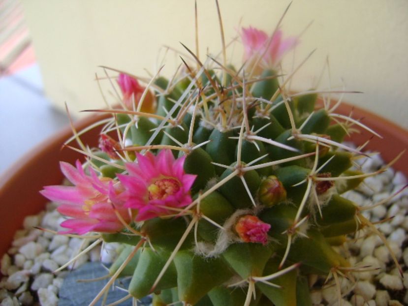 Mammillaria compressa - Cactusi 2017 bis