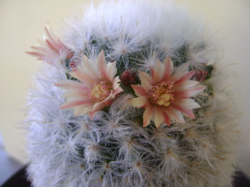 Mammillaria bocasana cv. multilanata - Cactusi 2017 bis