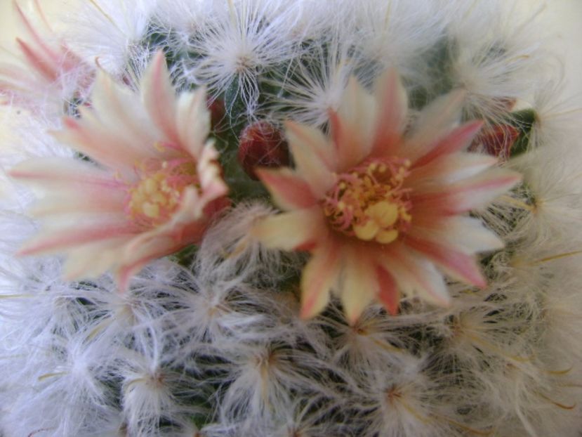 Mammillaria bocasana cv. multilanata - Cactusi 2017 bis