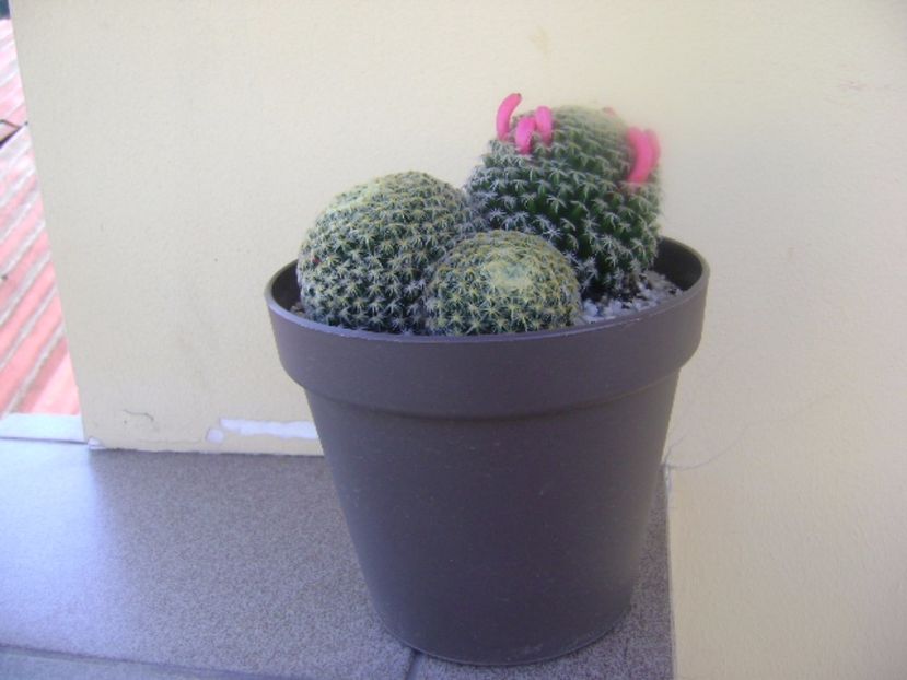Mammillaria schiedeana - Cactusi 2017 bis