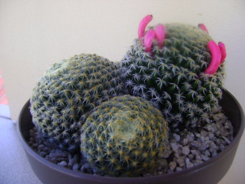 Mammillaria schiedeana - Cactusi 2017 bis