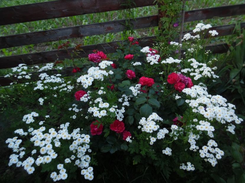  - 000 Iunie in gradina