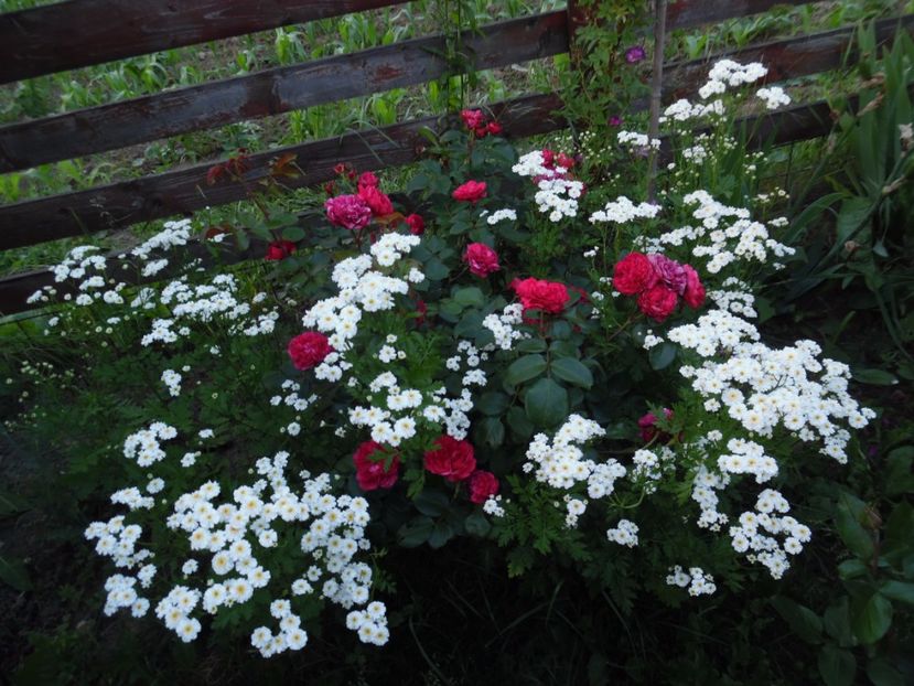  - 000 Iunie in gradina