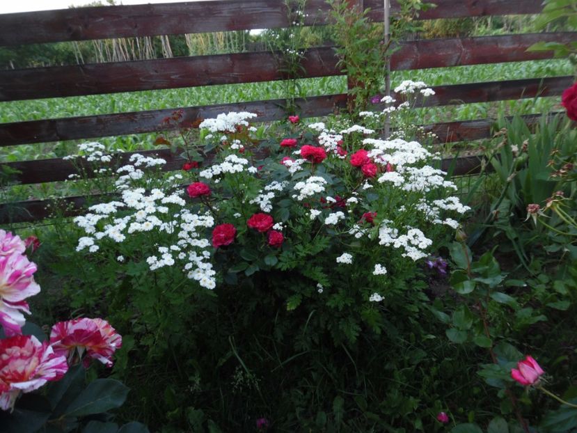  - 000 Iunie in gradina