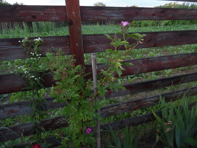  - 000 Iunie in gradina